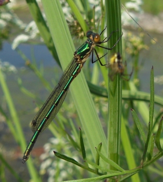 Lestes sp. - chiedo identificazione delle specie